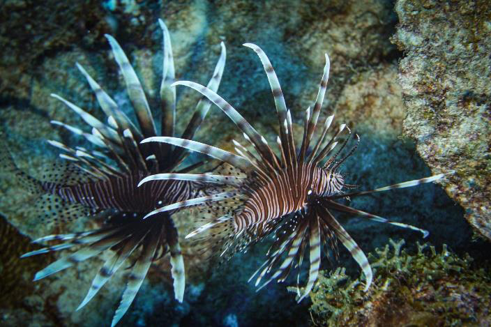 Open Lionfish Hunt by Private Divers