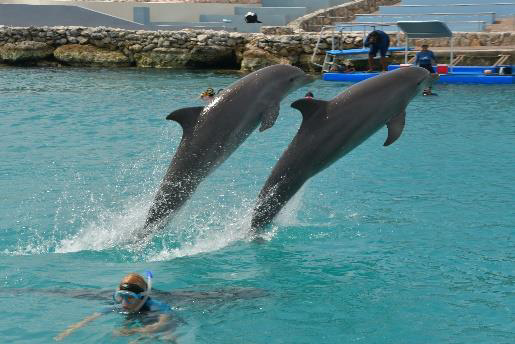 Diving with Dolphins. New Buddies Part Two